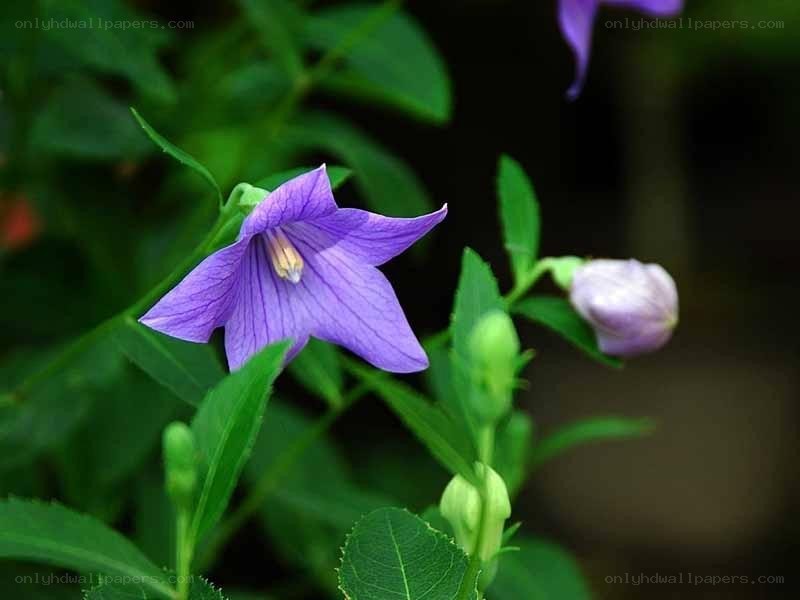 purple bellflower in bloom