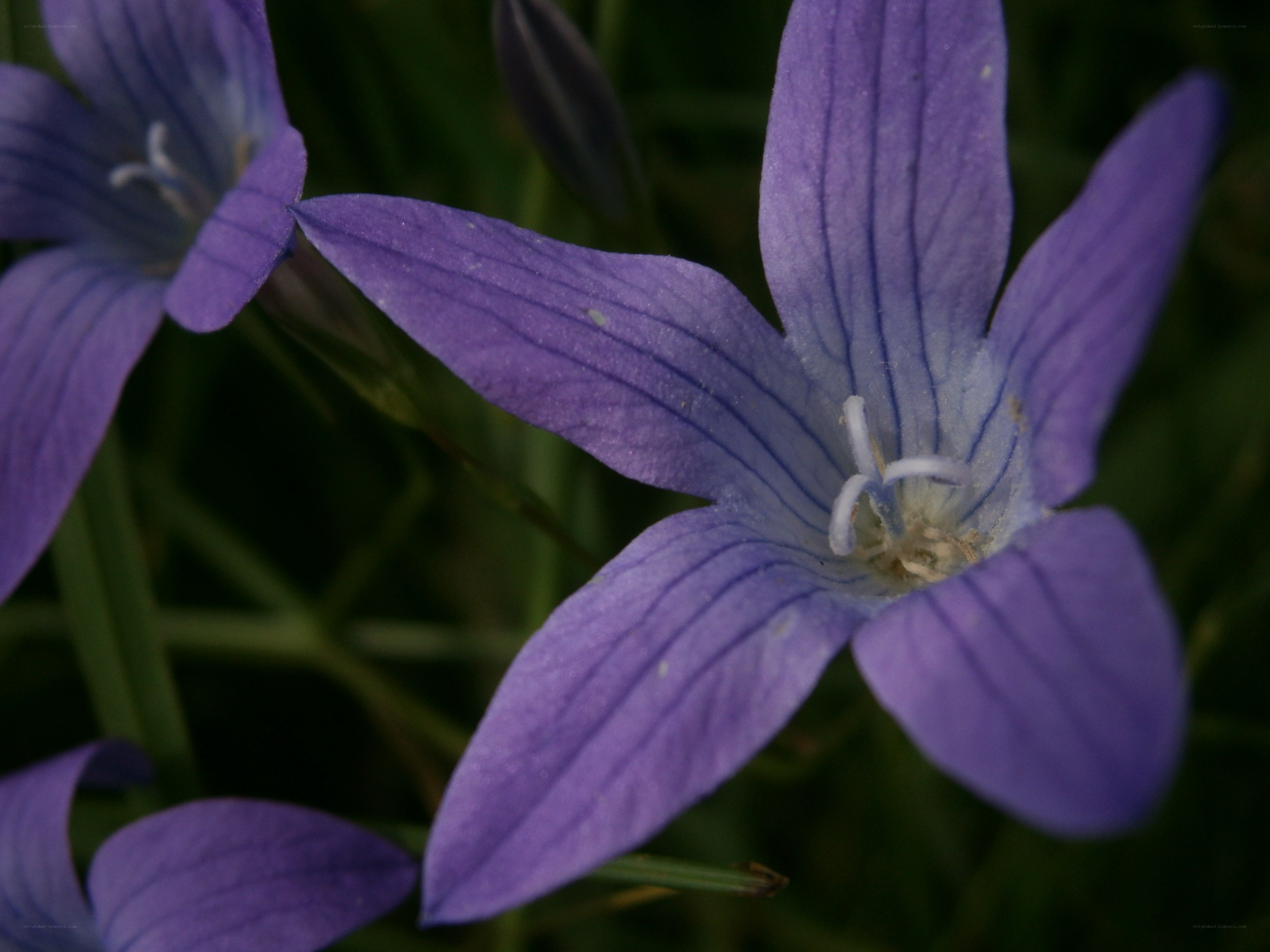 purple bellflower in bloom
