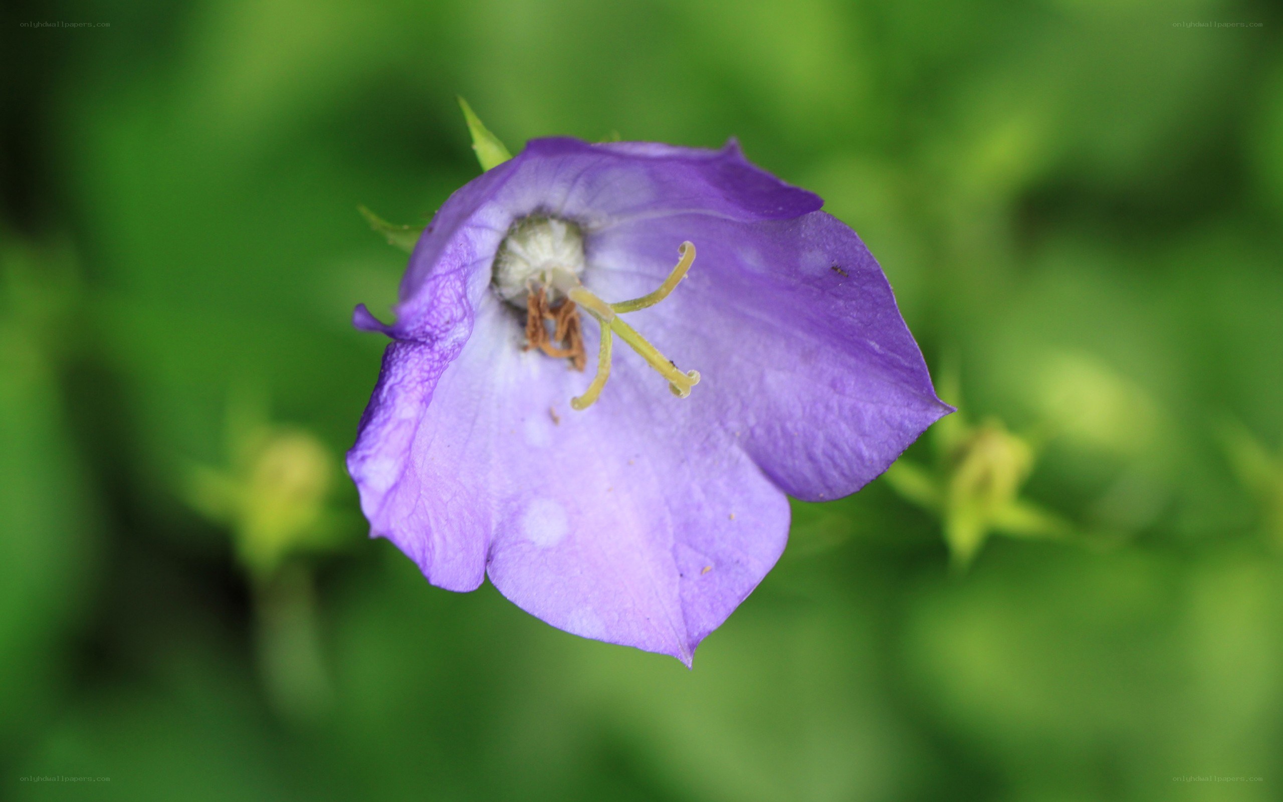 purple bellflower in bloom