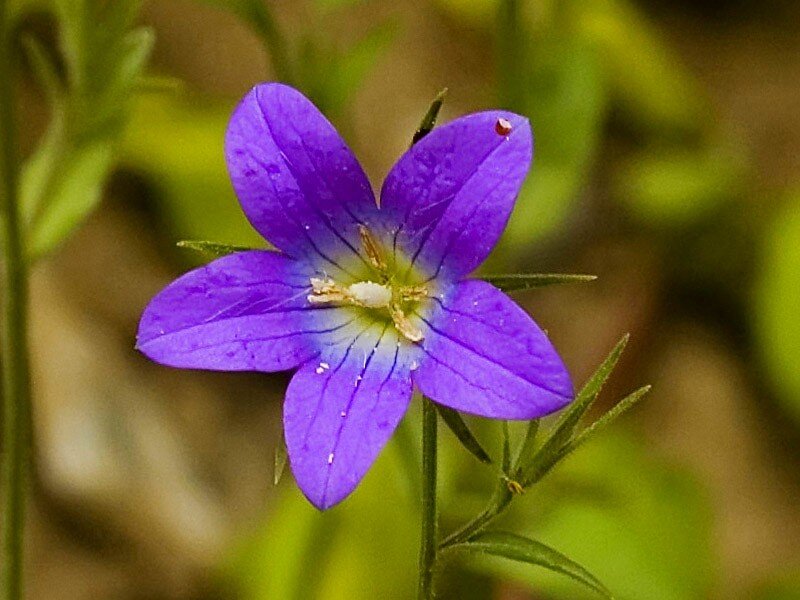 purple bellflower in bloom