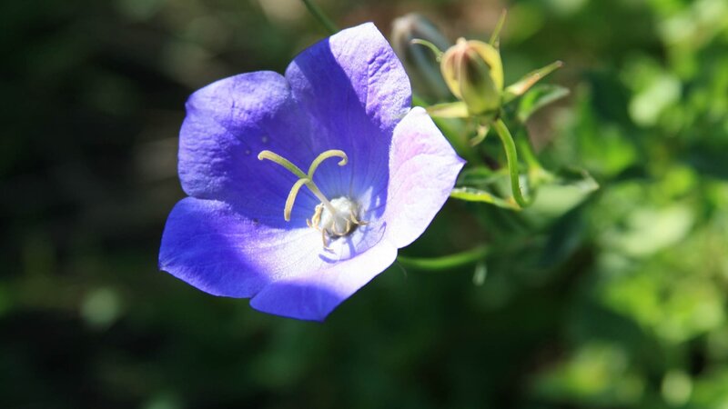Purple Bellflower in Bloom — Blue