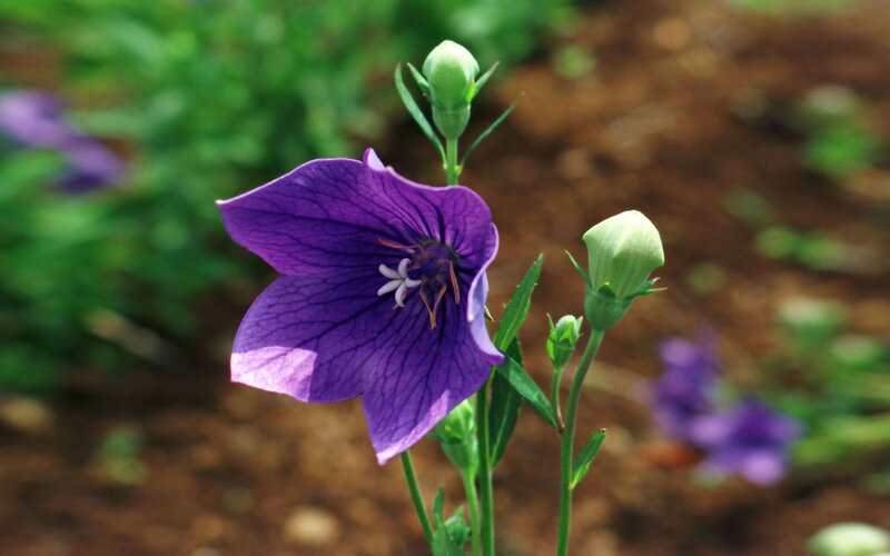 Purple Bellflower in Bloom — Calm