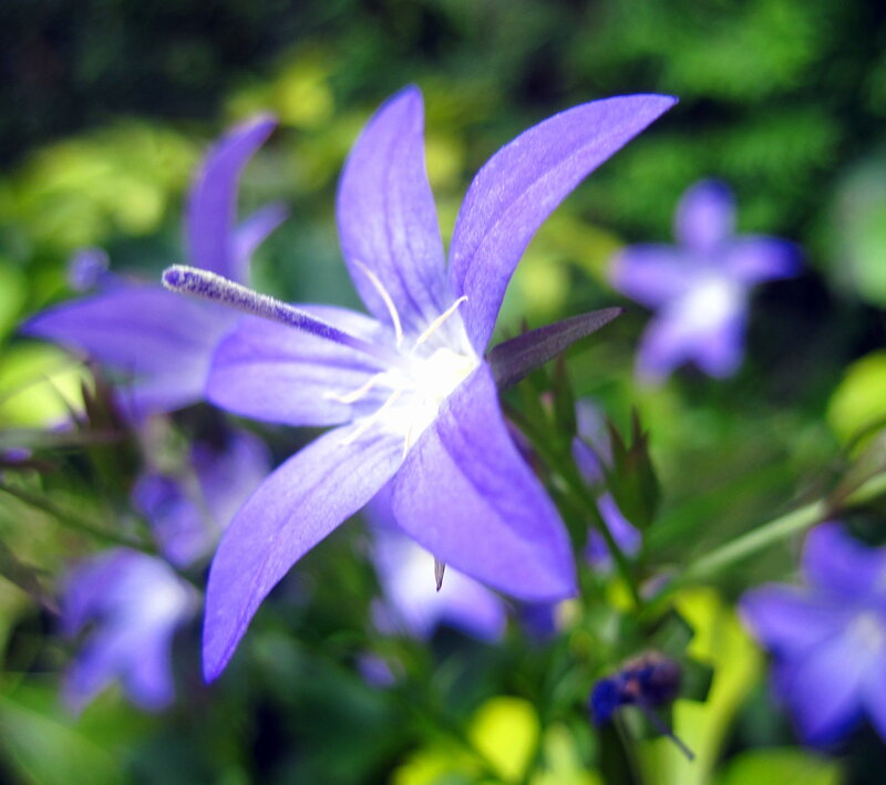 Purple Bellflower in Bloom — Serene