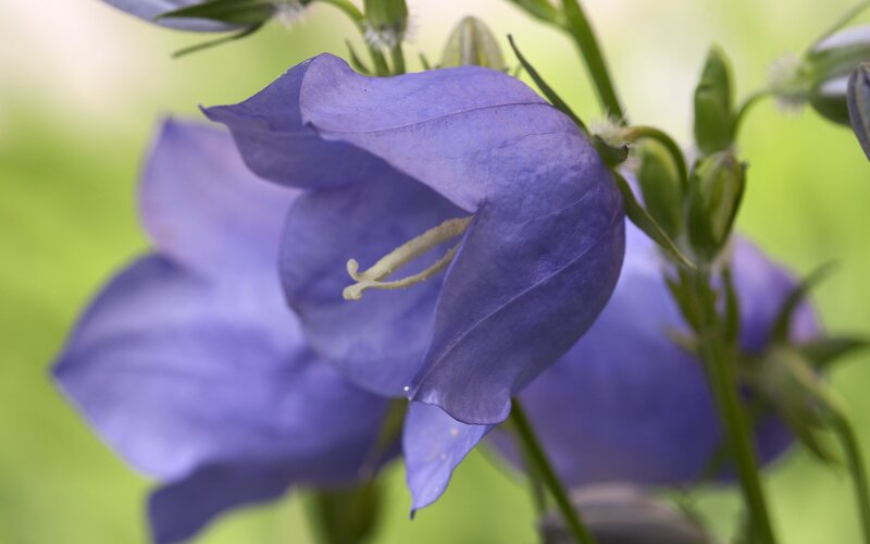 purple bellflower in bloom