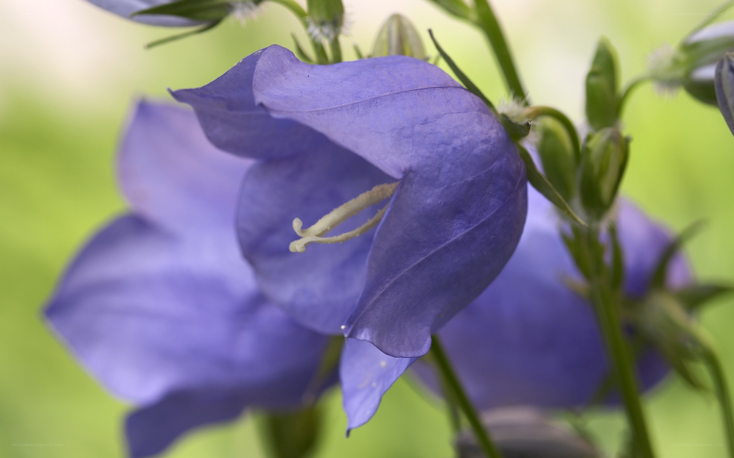 purple bellflower in bloom