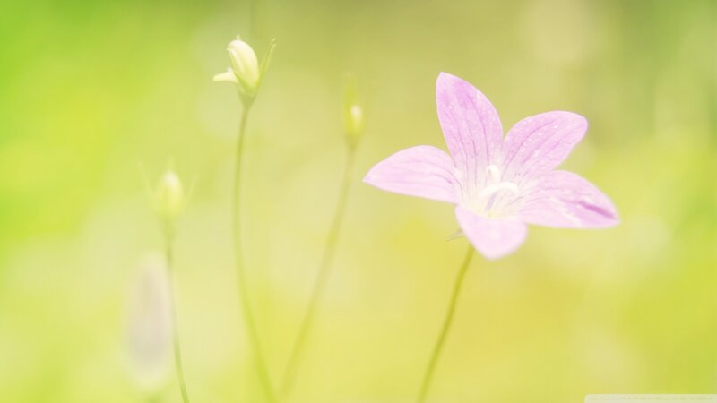 Purple Bellflower in Field — Pink
