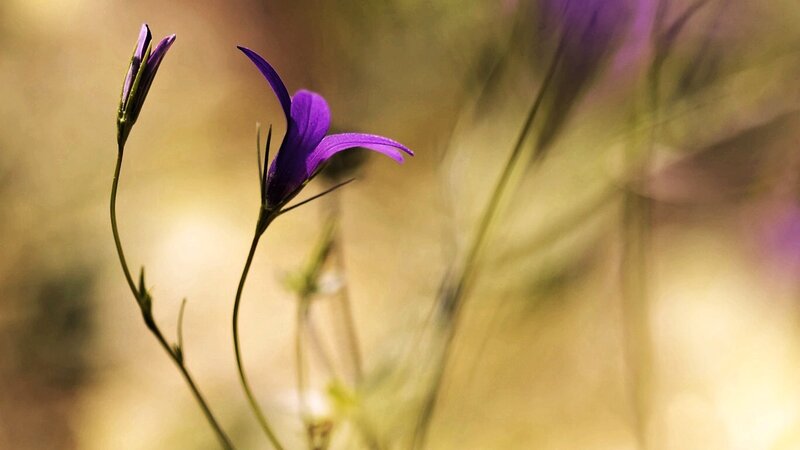 Purple Bellflower in Field — Serene, Afternoon
