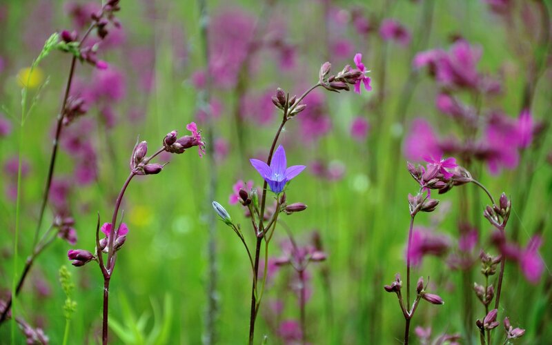 Purple Bellflower in Field — Serene, Spring, Photograph