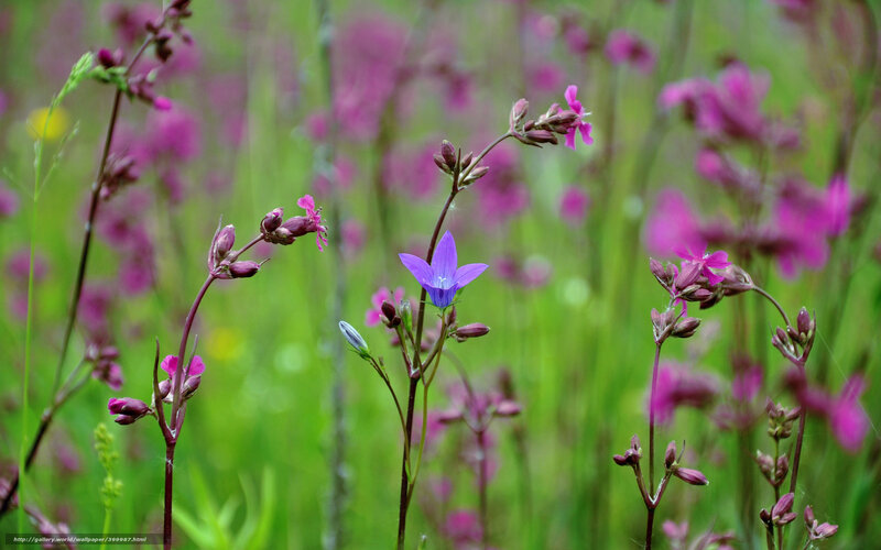 Purple Bellflower in Field — Serene, Spring