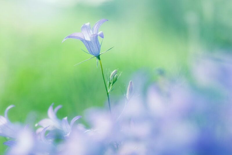 Purple Bellflower in Field — Serene