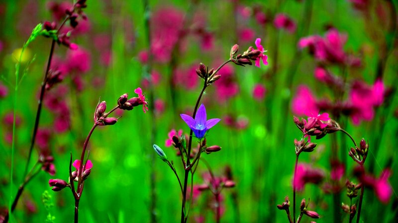 Purple Bellflower in Field
