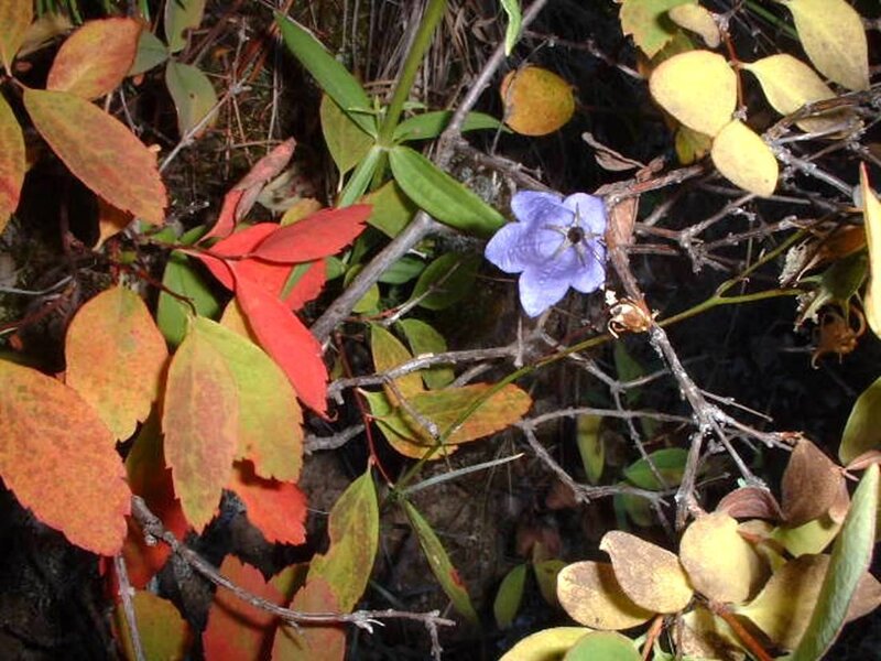 Purple Bellflower in Foliage