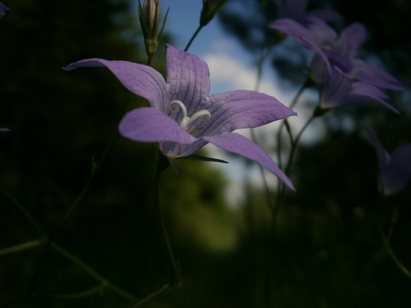 purple bellflower in garden