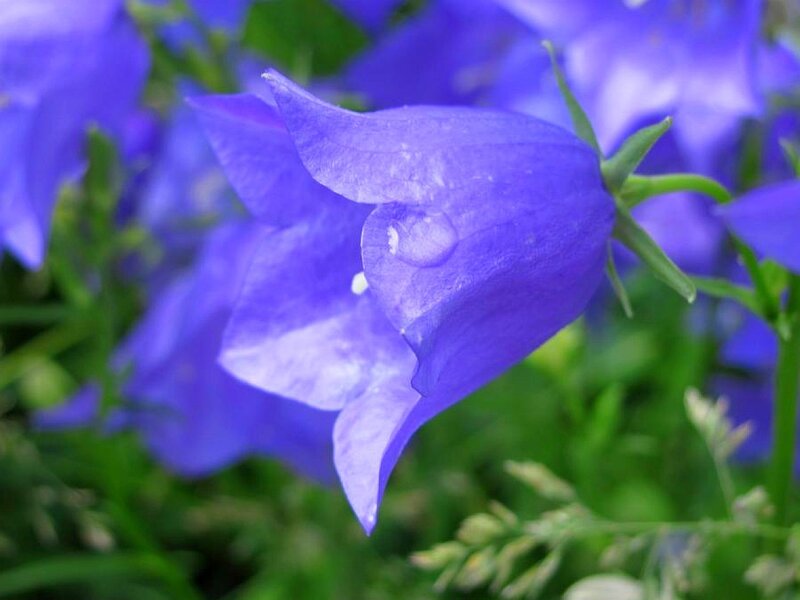 purple bellflower in garden