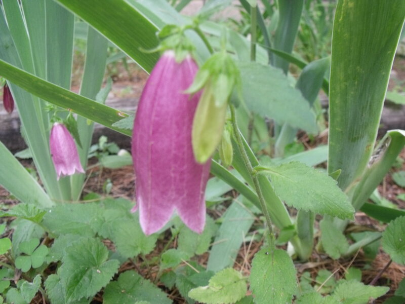 Purple Bellflower in Garden — Calm
