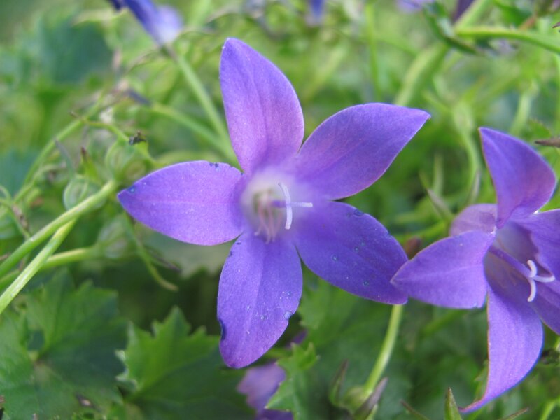 purple bellflower in garden