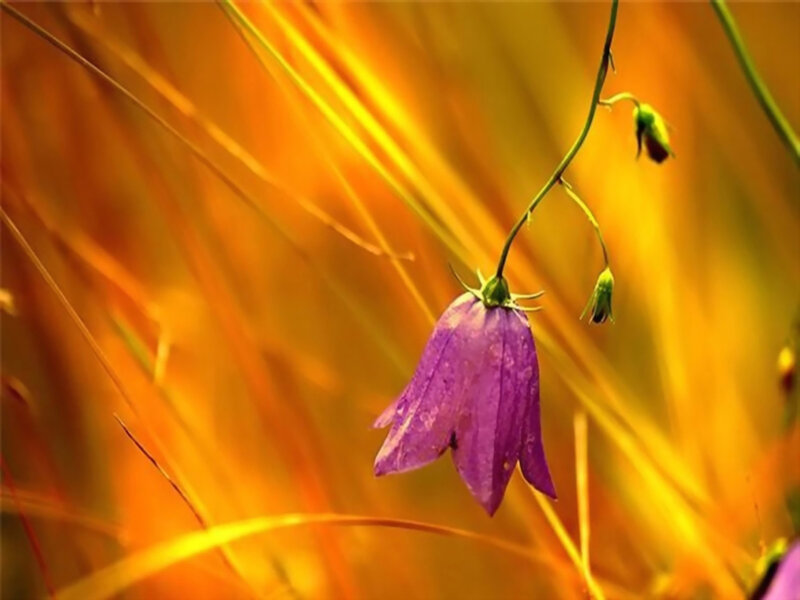 Purple bellflower in golden grass