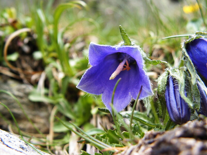 Purple Bellflower in Grass — Blue