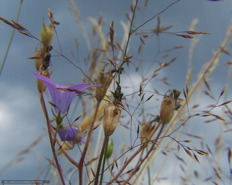 Purple Bellflower in Grass — Calm