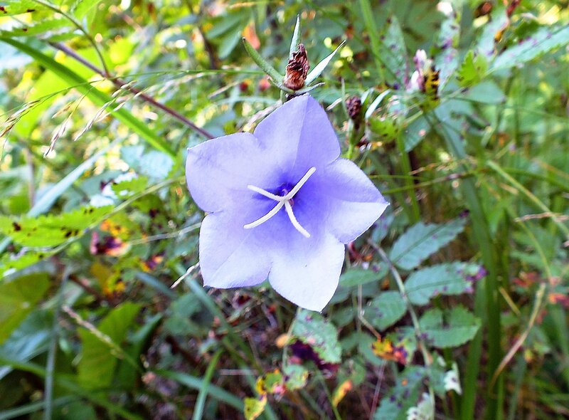 Purple Bellflower in Grass — Natural