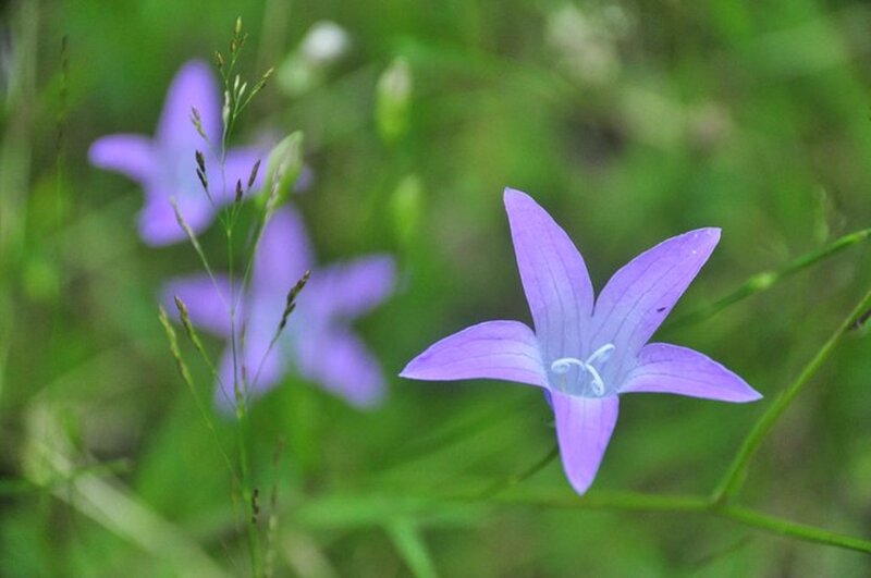 Purple Bellflower in Grass — Serene