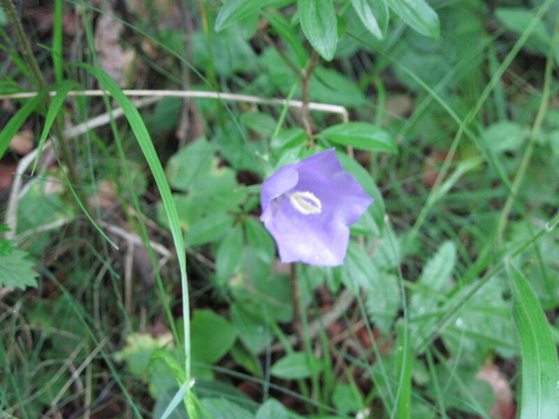 Purple Bellflower in Grass