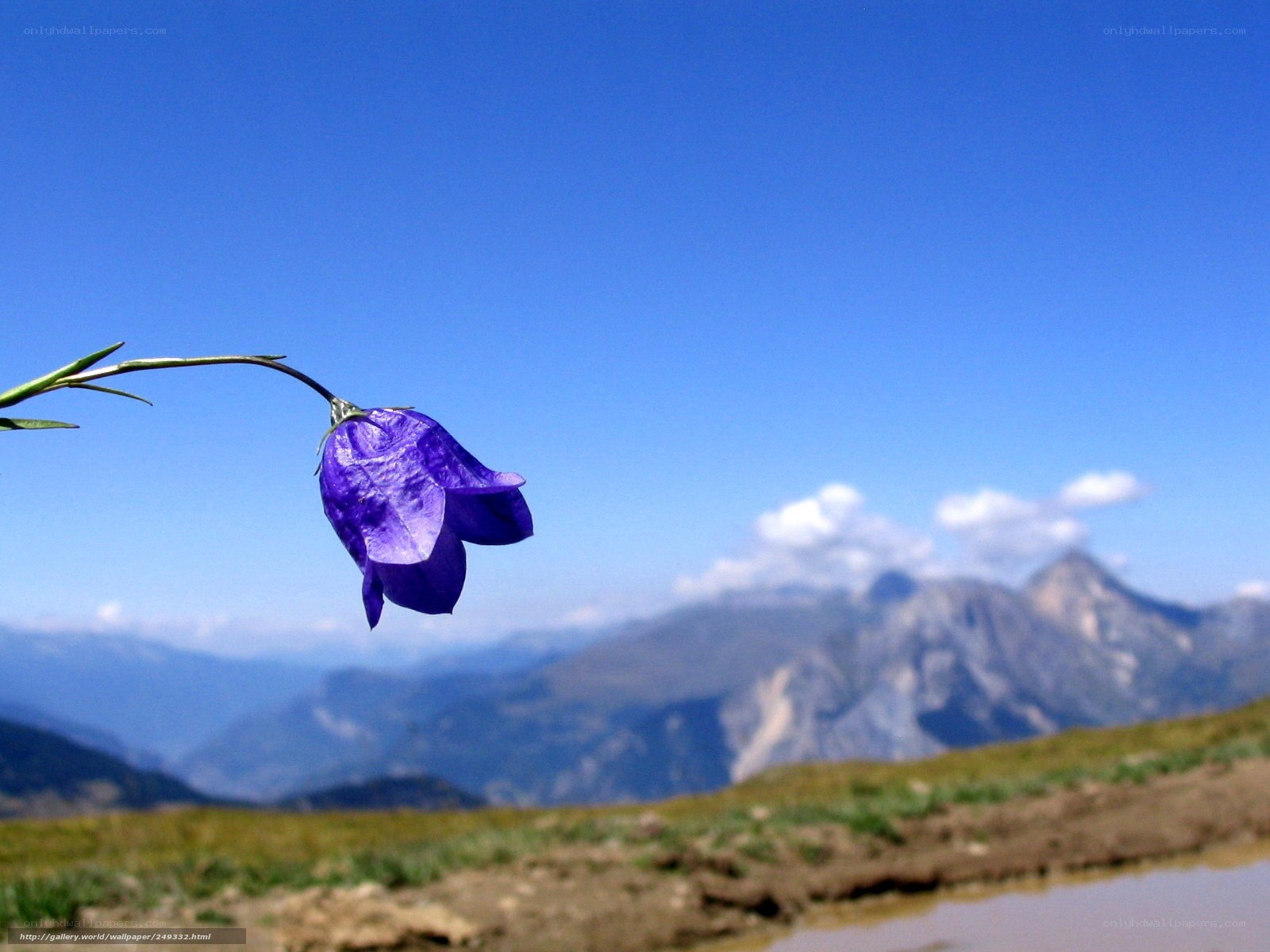 Purple bellflower in mountain landscape