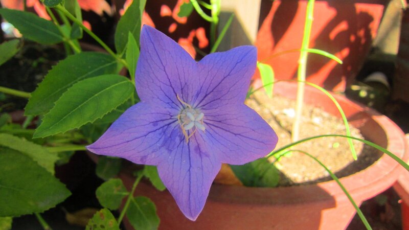Purple Bellflower in Pot