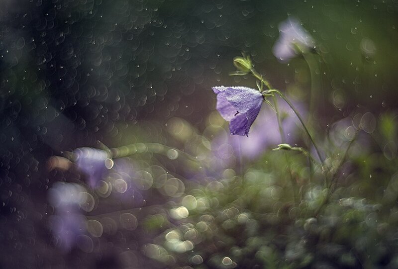 Purple Bellflower in Rain