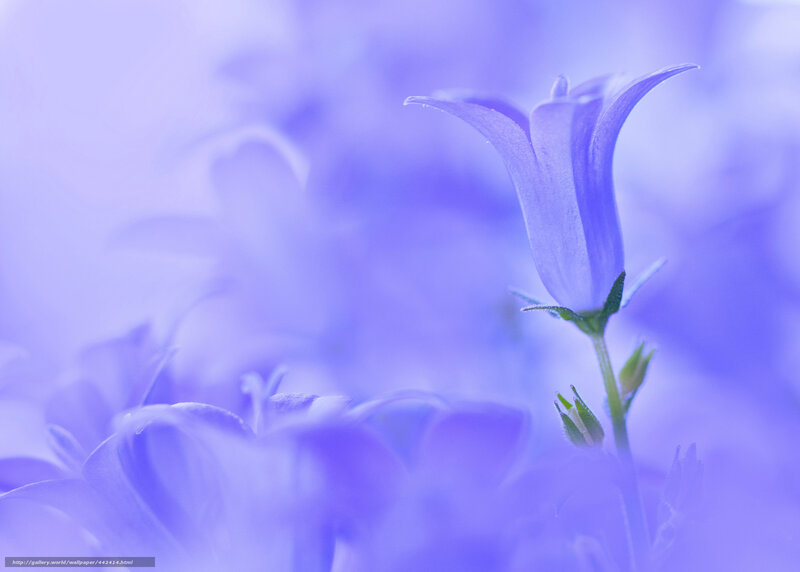 Purple bellflower in soft focus