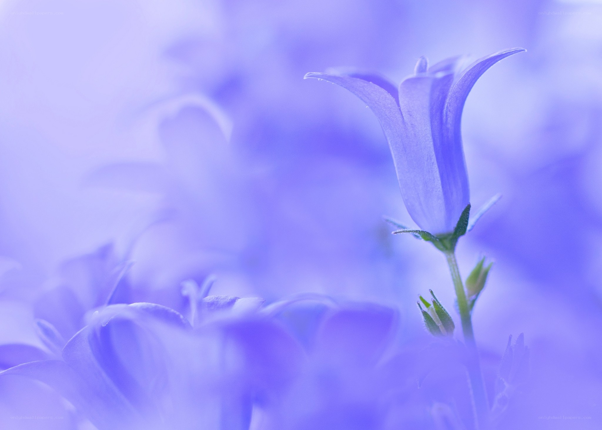 Purple bellflower in soft focus