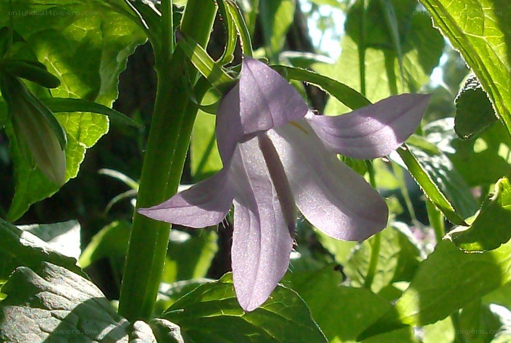 purple bellflower in sunlight