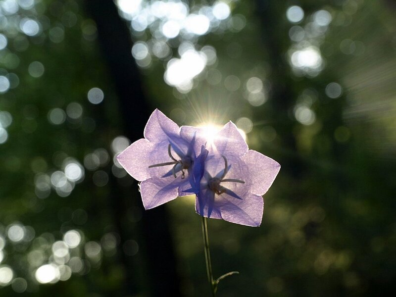 Purple Bellflower in Sunlight — Serene