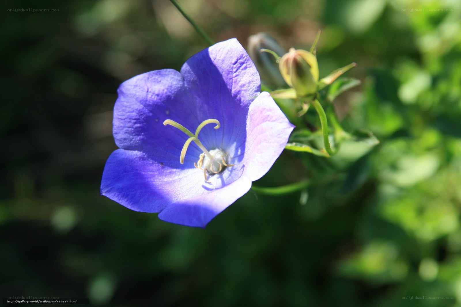 purple bellflower in sunlight