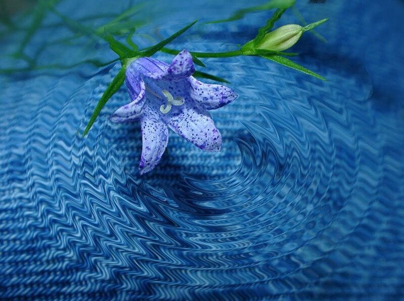 Purple Bellflower in Water