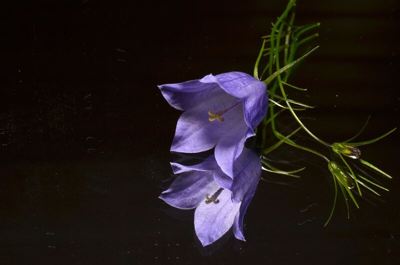 Purple Bellflower on Dark Surface