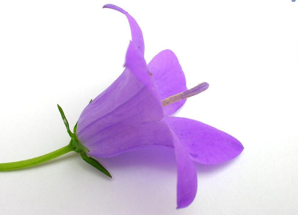 purple bellflower on white