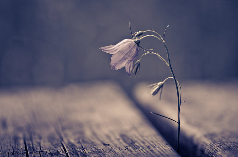 Purple Bellflower on Wood