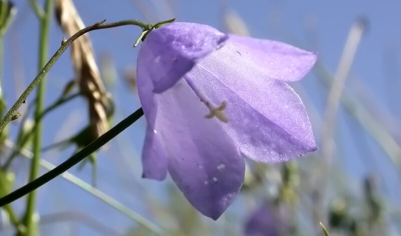 Purple Bellflower — Serene, Afternoon, Photograph