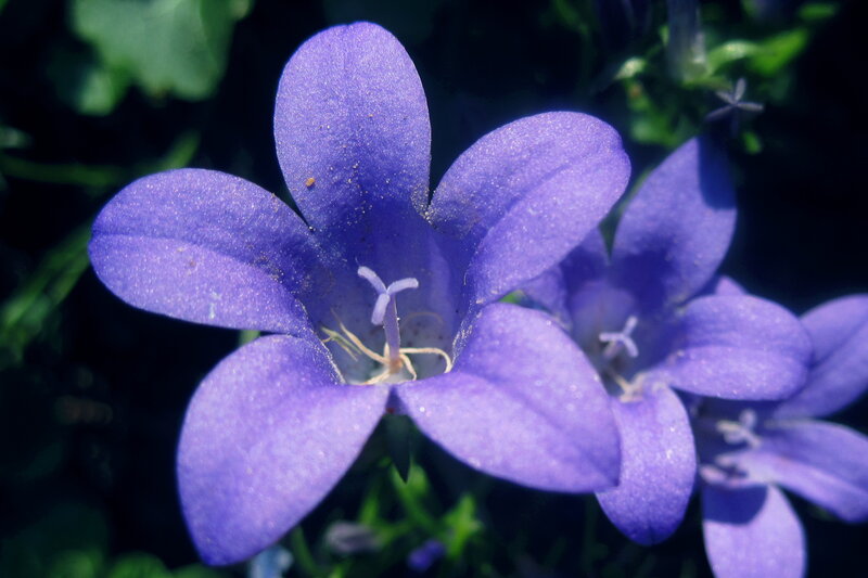 Purple Bellflower — Serene, Afternoon