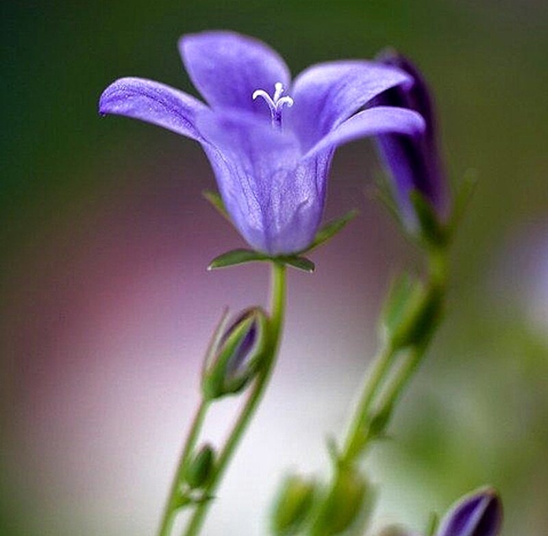 Purple Bellflower — Serene, Photograph, Bud