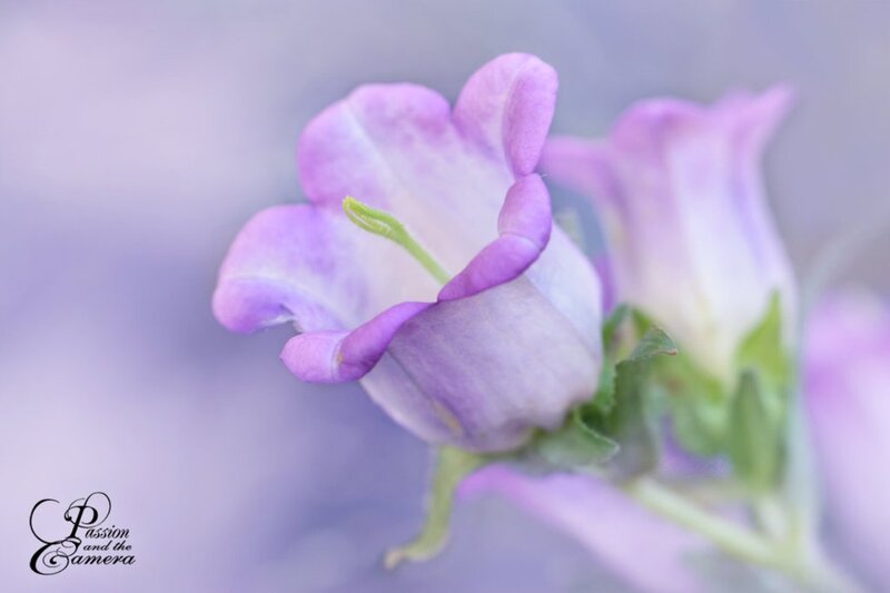 Purple Bellflower — Serene, Photograph, Green Stem