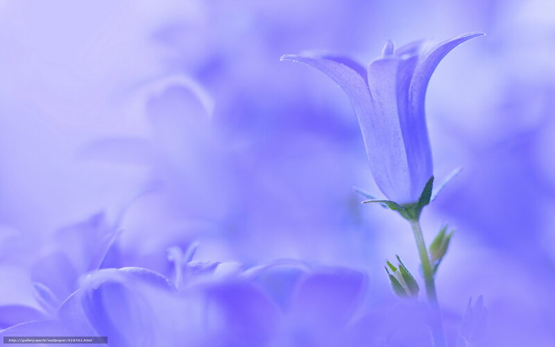 Purple Bellflower — Serene, Photograph, Stem, Bud