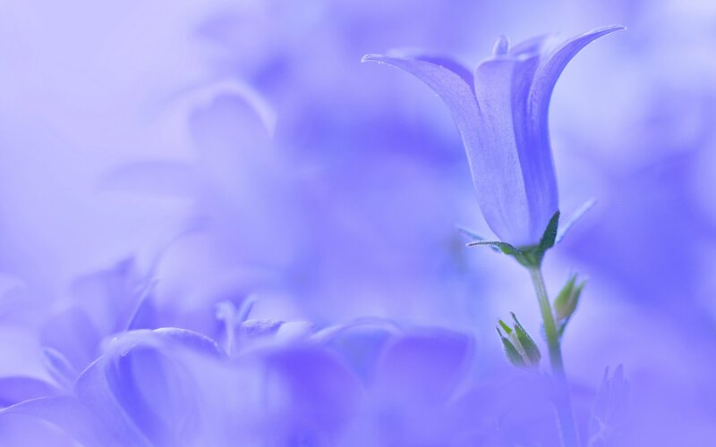 Purple Bellflower — Serene, Photograph