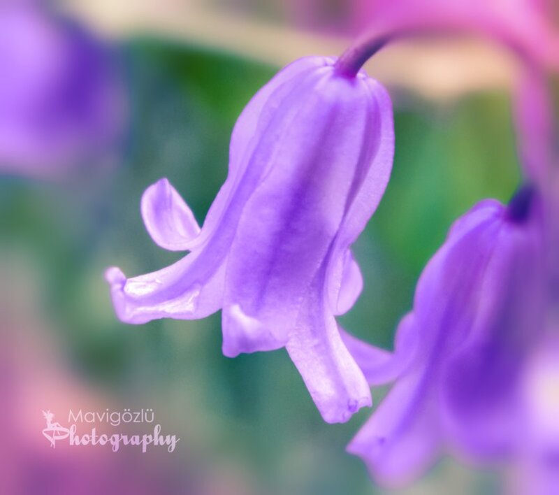 Purple Bellflower — Serene, Spring