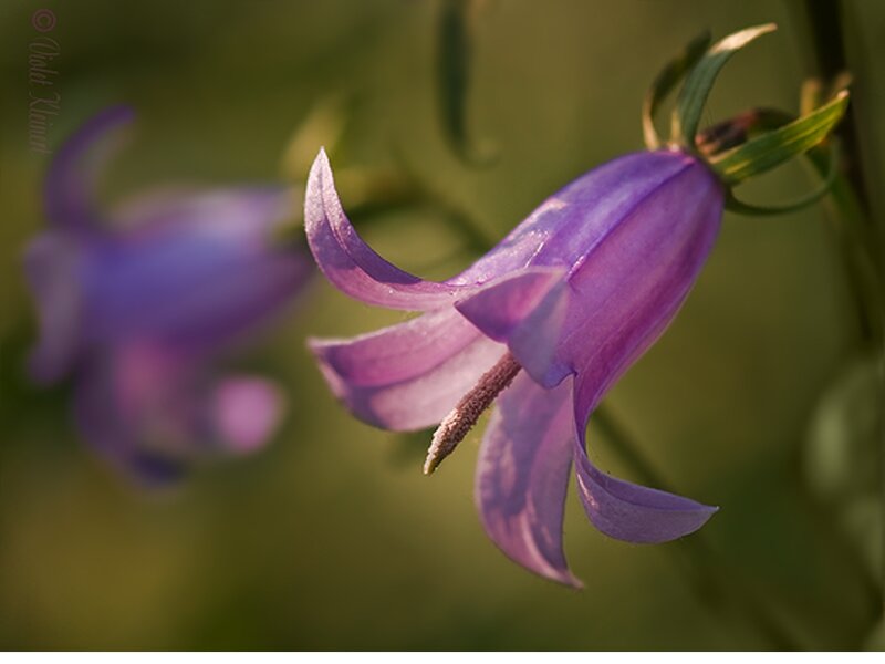 Purple Bellflower — Serene, Sunset