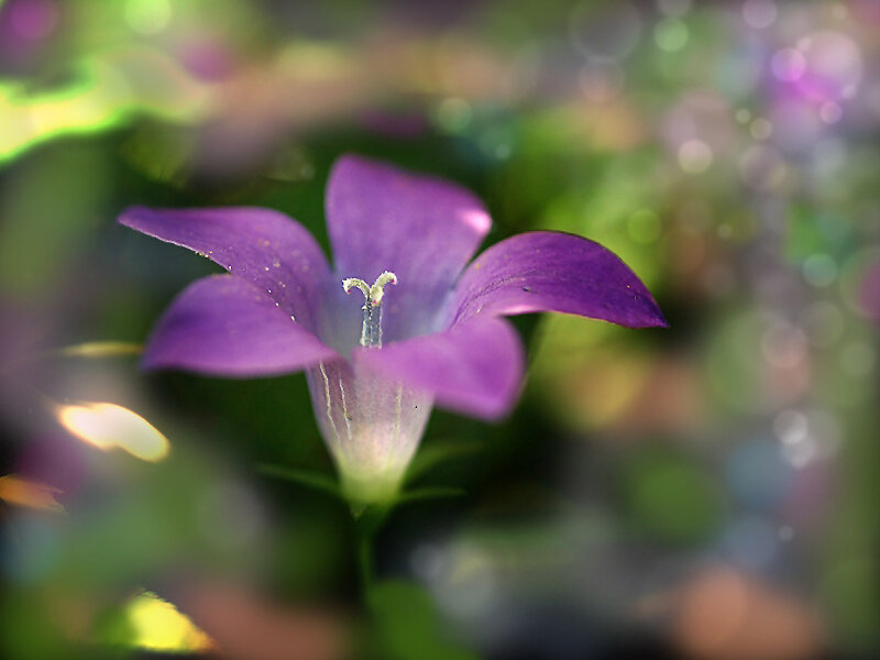 Purple Bellflower — Serene