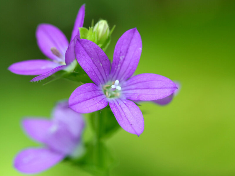 Purple Bellflower