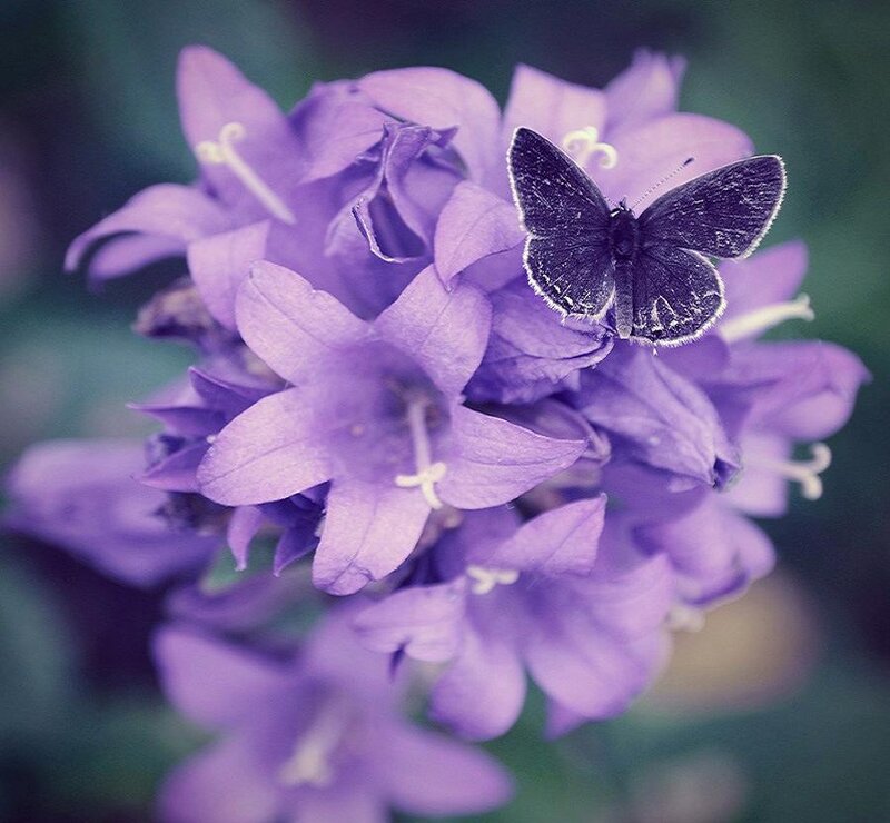 Purple Bellflower with Butterfly — Calm