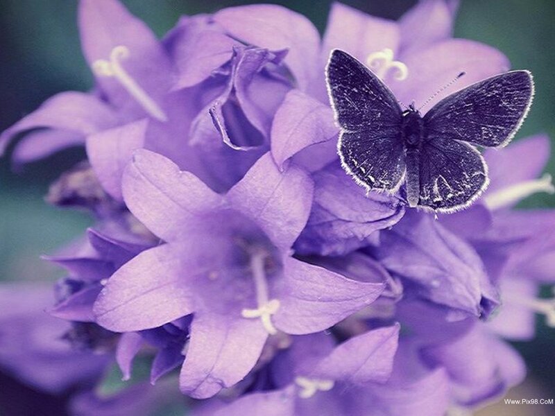 Purple Bellflower with Butterfly
